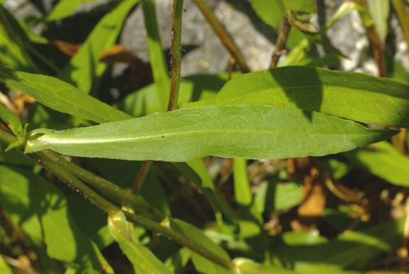 Symphyotrichum laeve (Aster laevis var. geyeri)