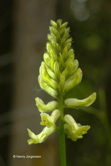 Astragalus canadensis v. canadensis