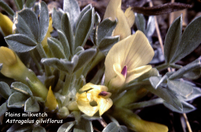 Astragalus gilviflorus