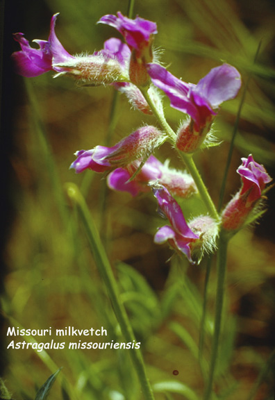 Astragalus missouriensis