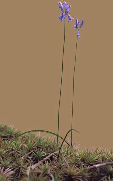 Triteliea grandiflora
