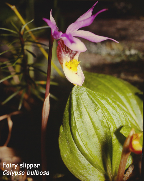 Calypso bulbosa