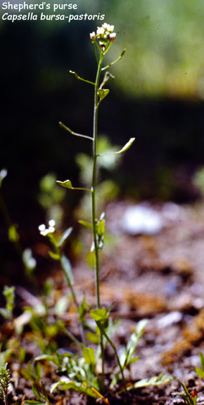 Capsella bursa-pastoris