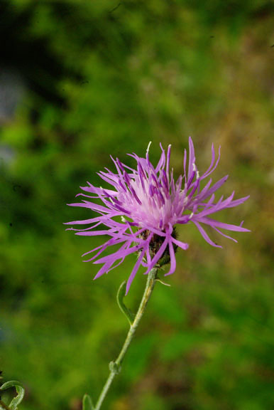 Centaurea stoebe