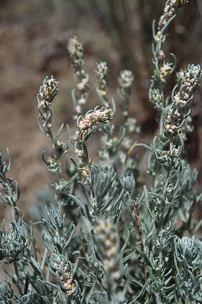 Ceratoides lanata