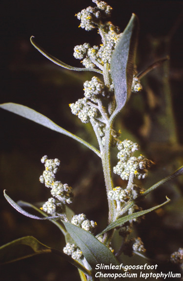 Chenopodium leptophyllum