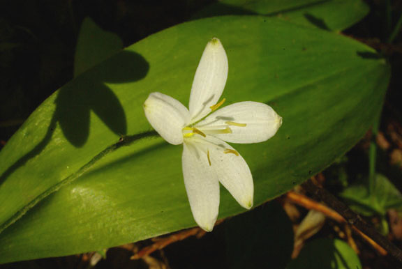 Clintonia uniflora
