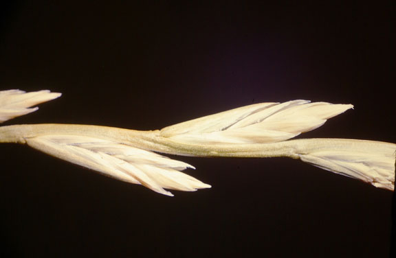 Elymus lanceolatus ssp. lanceolatus