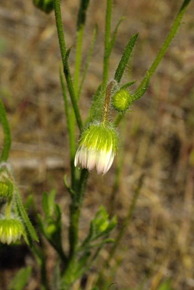 Erigeron pumilis ssp.intermedius var. euintermedius