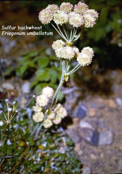 Eriogonum umbellatum v. subalpinum