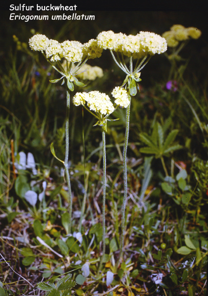 Eriogonum umbellatum v. subalpinum