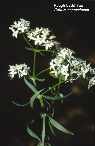 Galium asperrimum