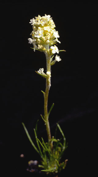Gilia spicata