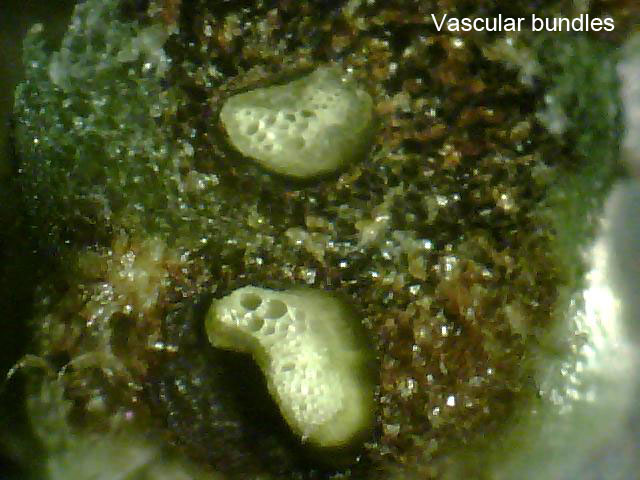 Gymnocarpium dryopteris