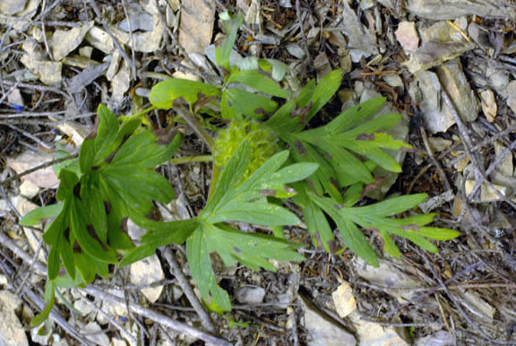 Hydrophyllum capitatum