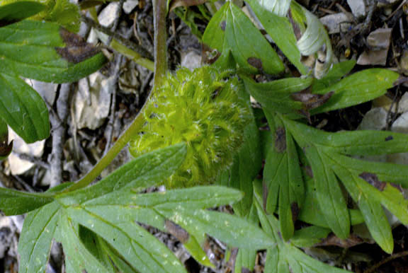 Hydrophyllum capitatum