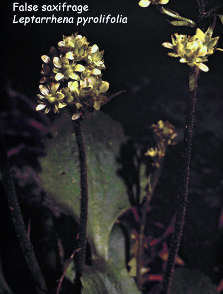 Leptarrhena pyrolifolia