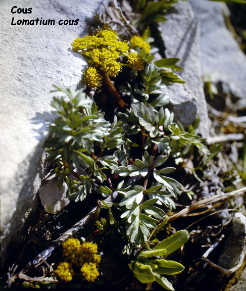 Lomatium cous