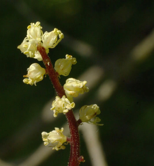 Maianthemum racemosa