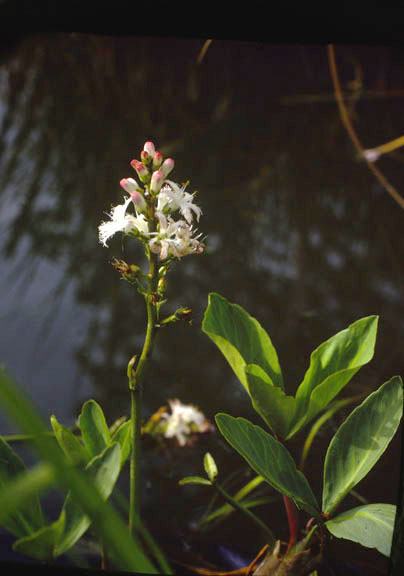 Menyanthes trifoliatum