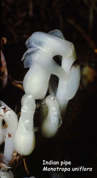 Monotropa uniflora