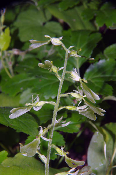 Neottia convallarioides (Sw.) Rich.