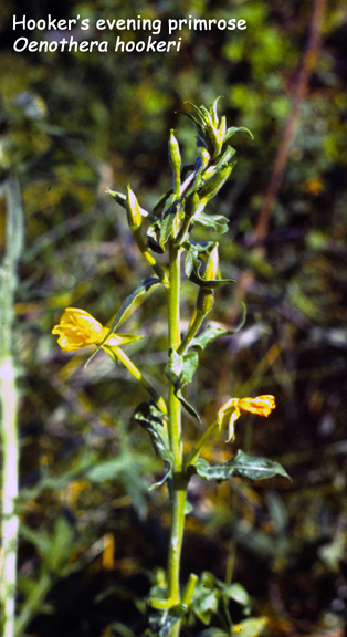 Oenothera hookeri