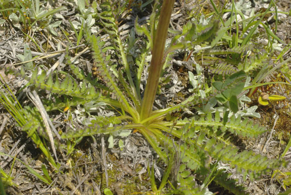 Pedicularis parryi var. purpurea