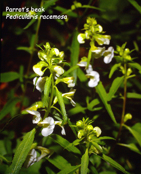 Pedicularis racemosa v. alba