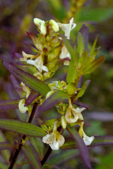 Pedicularis racemosa v. alba