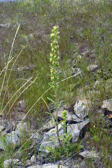 Phacelia heterophylla var. heterophylla