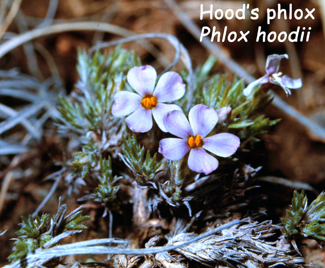 Phlox hoodii