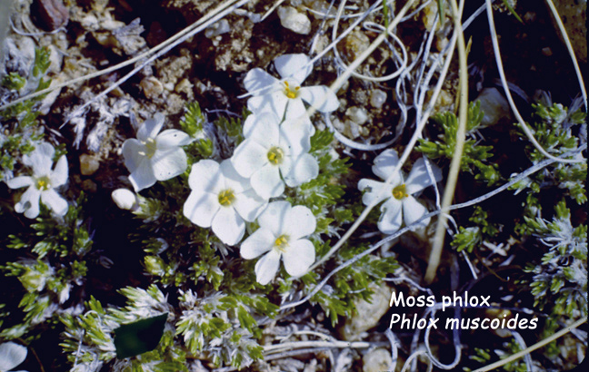 Phlox muscoides