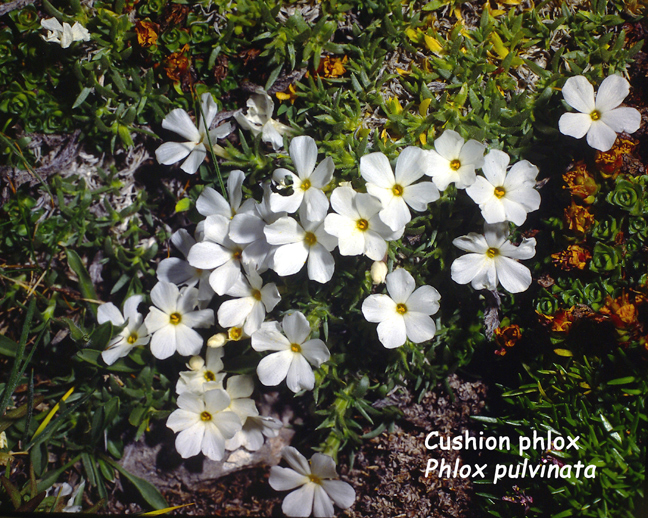 Phlox pulvinata