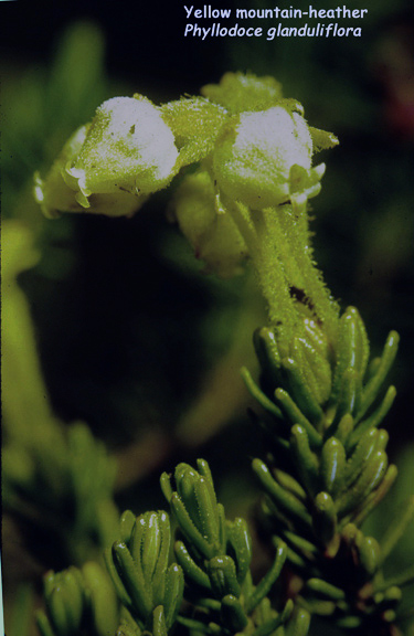 Phylodoce glanduliflora