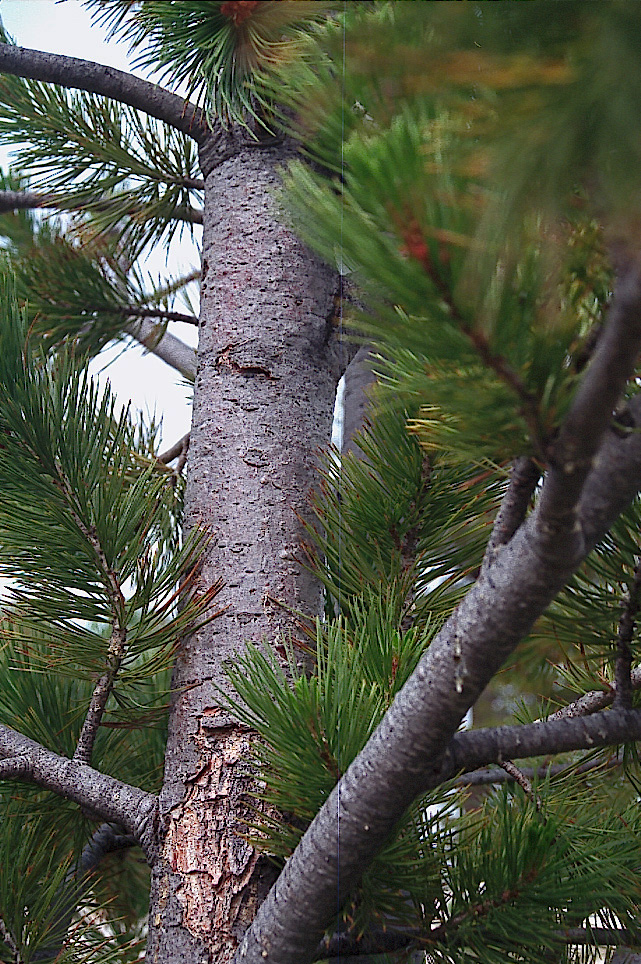 Pinus flexilis