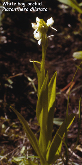 Platanthera dilatata