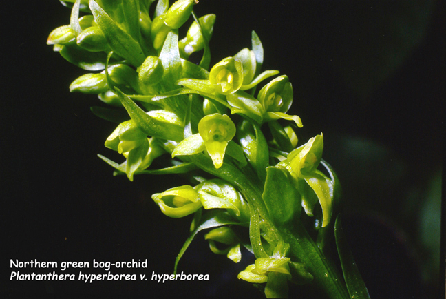 Platanthera hyperborea v. hyperborea