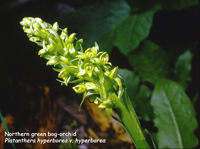 Platanthera hyperborea v. hyperborea