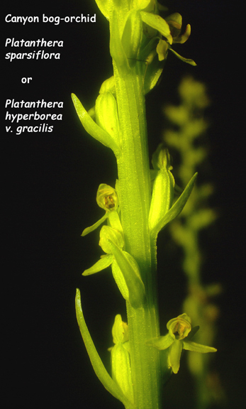 Platanthera hyperborea v. gracilis