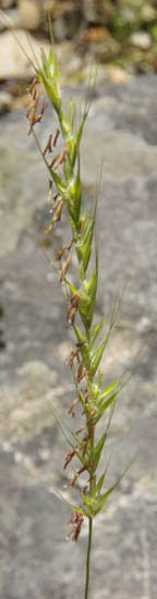 Pseudoregneria spicata
