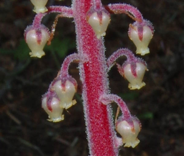 Pterospora andromedea Nutt.
