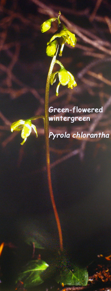 Pyrola chlorantha
