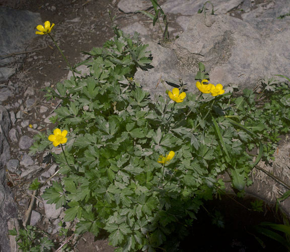 Ranunculus eschscholtzii