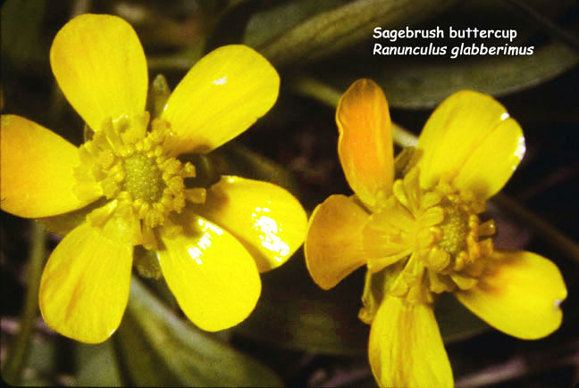 Ranunculus glabberimus v. ellipticus