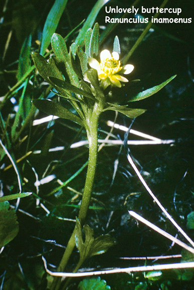 Ranunculus inamoenus