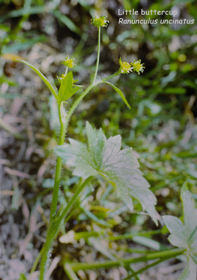 Ranunculus uncinatus