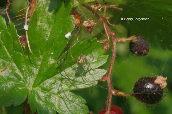 Ribes lacustre (Pers.) Poir