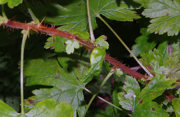 Ribes lacustre (Pers.) Poir