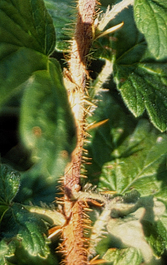 Ribes setosum Lindl.